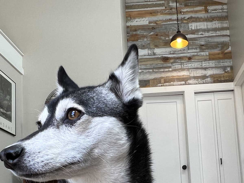 Reclaimed wood painted white and sanded for a distressed look in a nook above a door in a living room with a black and white husky dog.|gallery_img product_paneling casper_color use_walls application_interior type_residential