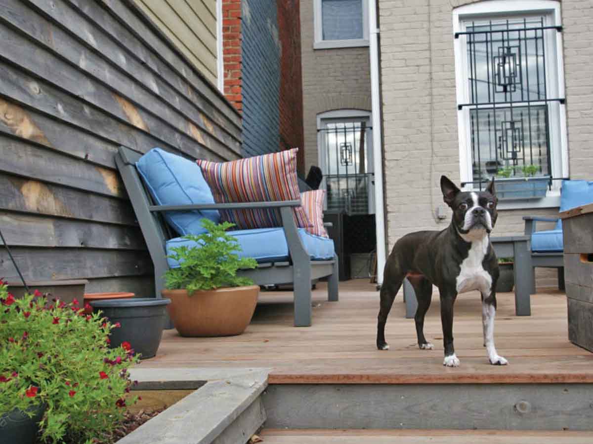 reclaimed-wood-siding-laramie-residential-siding-dog
