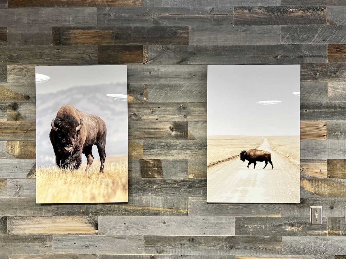 Grey reclaimed wood wall with photos of bison giving off a yelllowstone vibe
